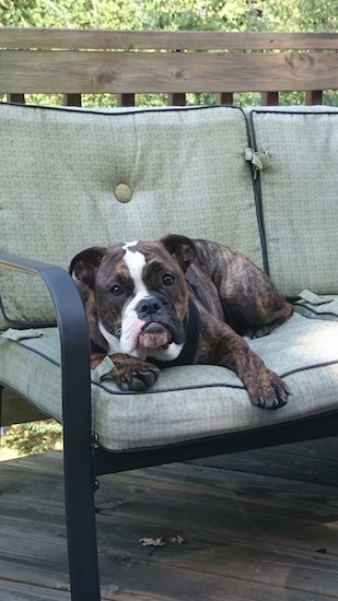 A brown brindle with white Olde English Bulldogge is laying on a lawn chair on top of a wooden porch. It looks like it has a monkey face with a frown.